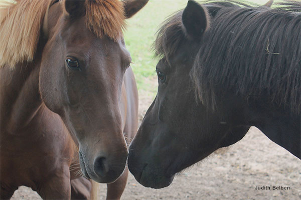 Olive and Starbuck by Judith Belben