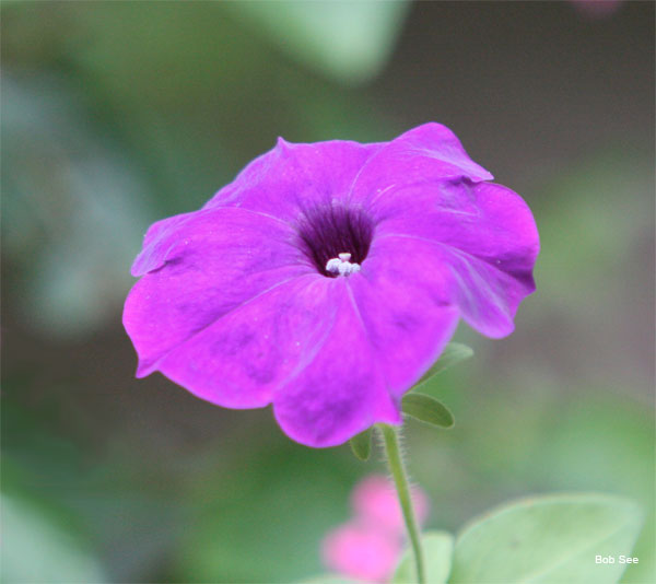 Petunia by Bob See