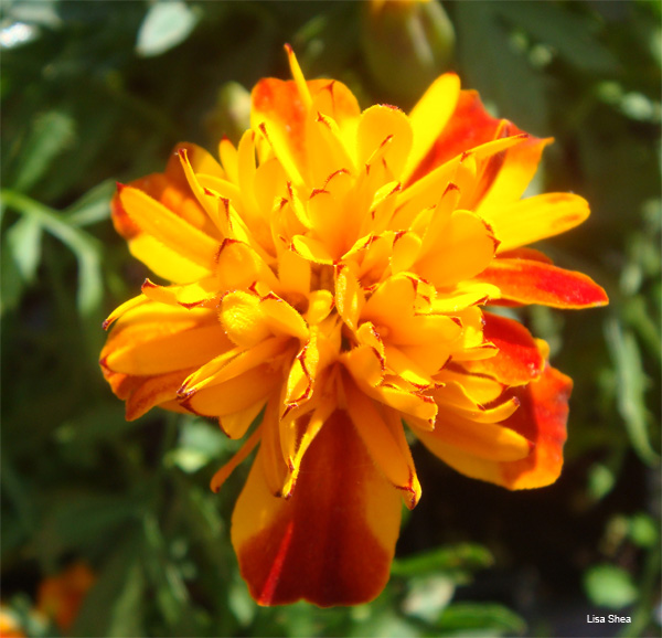 Marigold by Lisa Shea