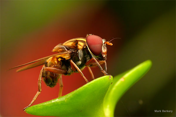 Drone Fly by Mark Berkery