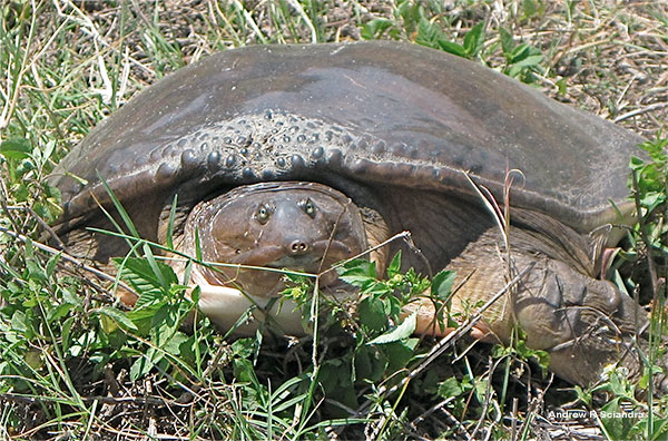 Florida Soft Shell Turtle by Andrew R Sciandra